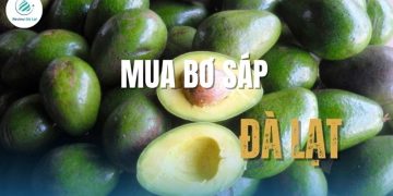 Hướng dẫn mua bơ sáp Đà Lạt tươi ngon, chất lượng, giá cả hợp lý