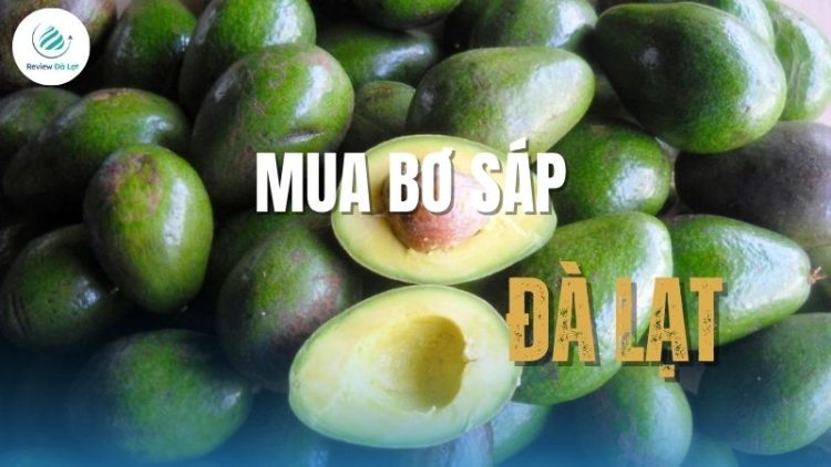 Hướng dẫn mua bơ sáp Đà Lạt tươi ngon, chất lượng, giá cả hợp lý