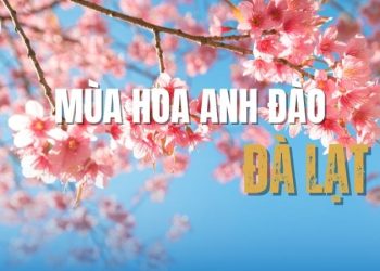 Mùa hoa Anh Đào Đà Lạt: Thời gian, địa điểm ngắm hoa đẹp