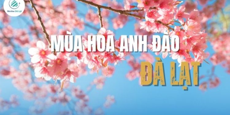 Mùa hoa Anh Đào Đà Lạt: Thời gian, địa điểm ngắm hoa đẹp