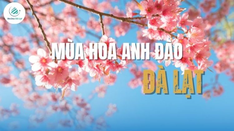 Mùa hoa Anh Đào Đà Lạt: Thời gian, địa điểm ngắm hoa đẹp
