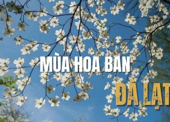 Mùa hoa ban Đà Lạt