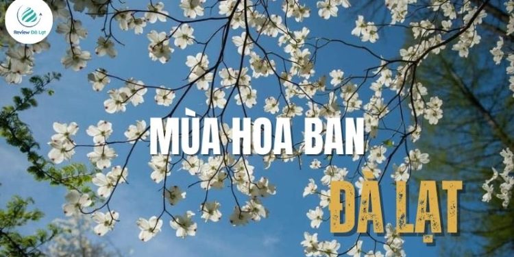 Mùa hoa ban Đà Lạt