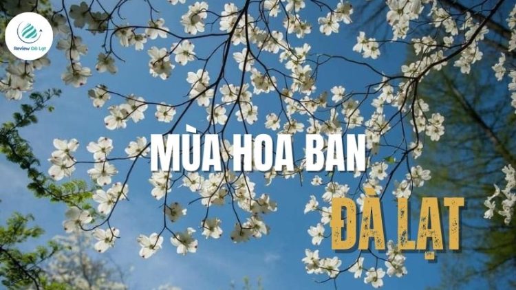 Mùa hoa ban Đà Lạt