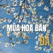 Mùa hoa ban Đà Lạt