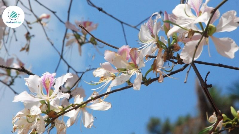 Mùa hoa ban Đà Lạt nở rộ vào tháng mấy?