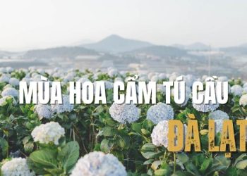 Mùa hoa cẩm tú cầu Đà Lạt