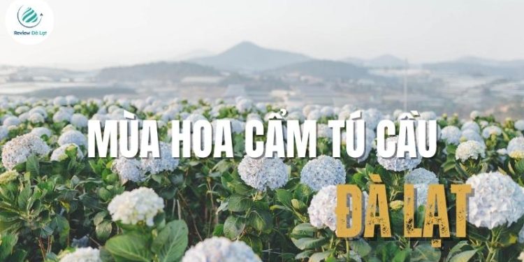 Mùa hoa cẩm tú cầu Đà Lạt