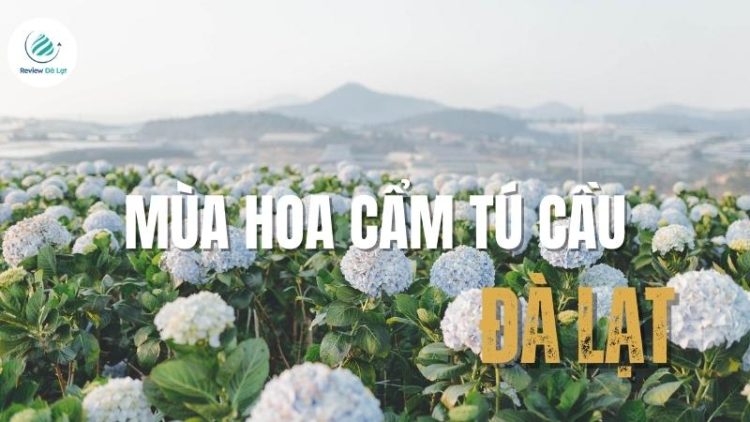 Mùa hoa cẩm tú cầu Đà Lạt