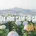 Mùa hoa cẩm tú cầu Đà Lạt
