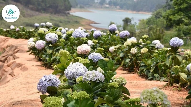 Mùa hoa cẩm tú cầu Đà Lạt kết hợp cùng nghệ thuật điêu khắc
