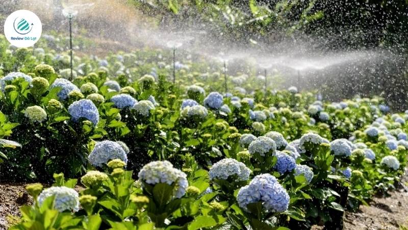 Mùa hoa cẩm tú cầu Đà Lạt nở rộ vào tháng mấy trong năm?