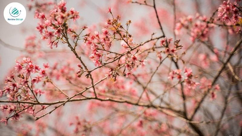 Mai Anh Đào Đà Lạt, một vẻ đẹp duy nhất giữa trời se lạnh đầu xuân