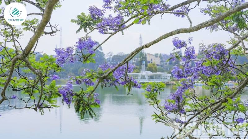 Không phải đỏ rực rỡ, Phượng Đà Lạt chọn tím – sắc màu của hoài niệm