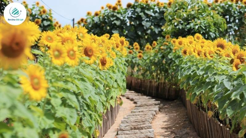 Mùa hoa Hướng Dương ở Đà Lạt, một vườn hoa vàng rực rỡ giữa mùa đông