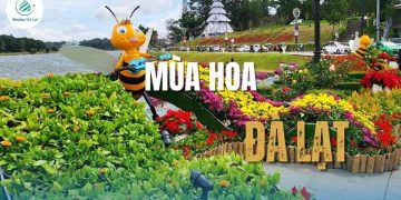 Mùa hoa Đà Lạt, nơi sắc màu thiên nhiên tạo nên những khoảnh khắc khó quên