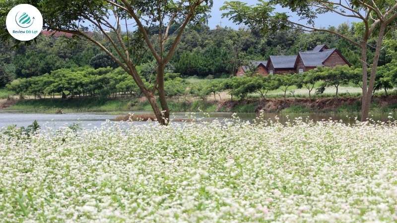 Hoa Tam Giác Mạch – loài hoa đặc biệt, mang vẻ đẹp lãng mạn và giá trị kỳ diệu