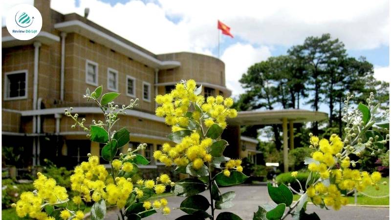 Mimosa – loài hoa của tình yêu dịu dàng và hy vọng