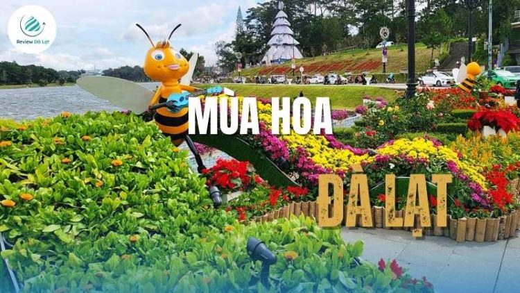 Mùa hoa Đà Lạt, nơi sắc màu thiên nhiên tạo nên những khoảnh khắc khó quên