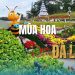 Mùa hoa Đà Lạt, nơi sắc màu thiên nhiên tạo nên những khoảnh khắc khó quên