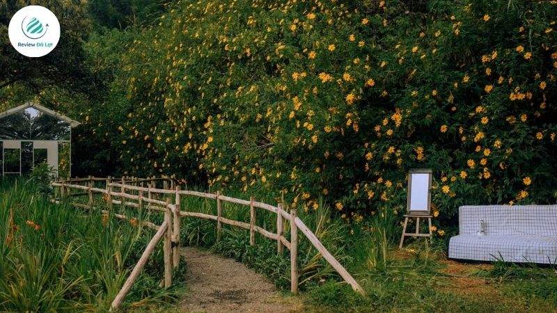 Ngắm dã quỳ ngay trong lòng thành phố Đà Lạt