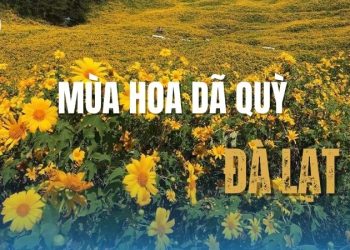 Mùa hoa dã quỳ Đà Lạt - Sắc vàng hoang dại chốn cao nguyên