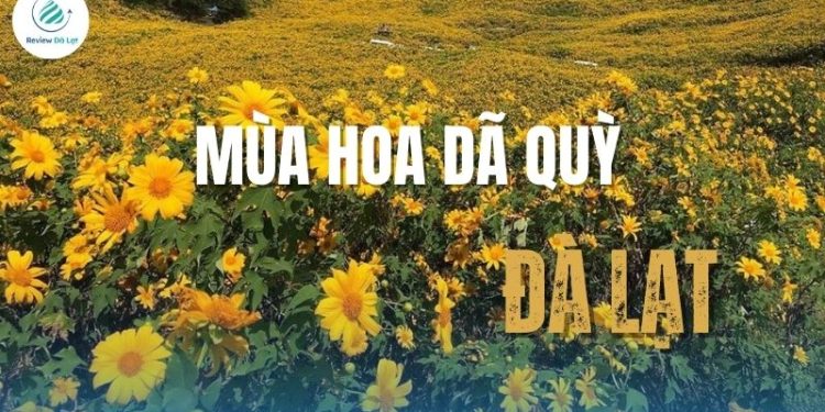 Mùa hoa dã quỳ Đà Lạt - Sắc vàng hoang dại chốn cao nguyên