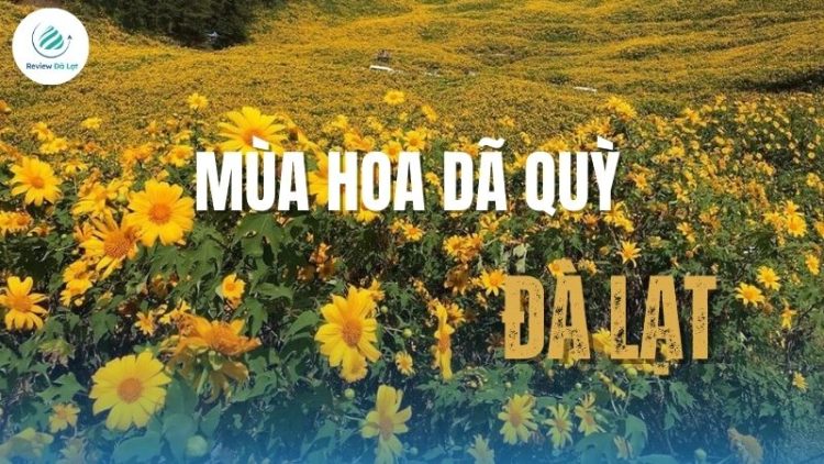 Mùa hoa dã quỳ Đà Lạt - Sắc vàng hoang dại chốn cao nguyên