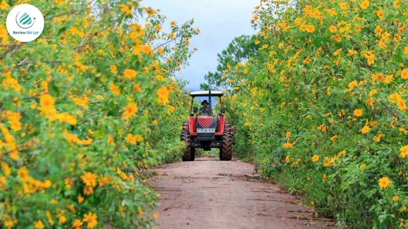 Mùa hoa dã quỳ Đà Lạt – Vẻ đẹp của sự hoang dại giữa cao nguyên