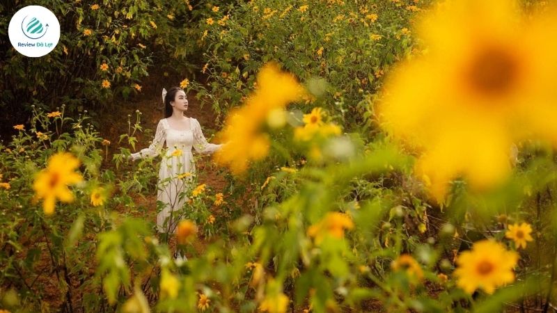 Cung đường hoa dã quỳ Đà Lạt tại Thung Lũng Vàng – đỉnh Langbiang