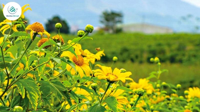 Thời điểm nào hoa dã quỳ Đà Lạt khoe sắc rực rỡ?