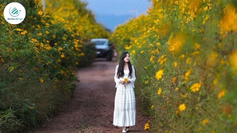 Cung đường hoa dã quỳ Đà Lạt tại đường Ankroet – Thung Lũng Vàng