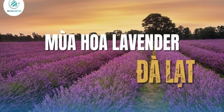 Mùa hoa Lavender Đà Lạt – Vẻ đẹp tím biếc giữa cao nguyên