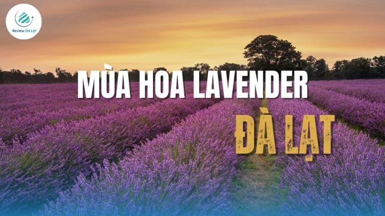 Mùa hoa Lavender Đà Lạt – Vẻ đẹp tím biếc giữa cao nguyên