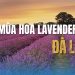 Mùa hoa Lavender Đà Lạt – Vẻ đẹp tím biếc giữa cao nguyên