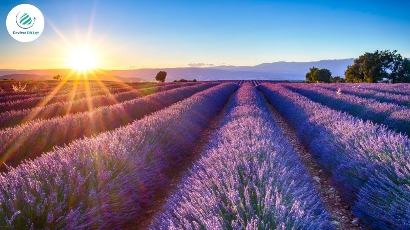 Mùa hoa lavender Đà Lạt thường rực rỡ từ tháng 6 đến tháng 8