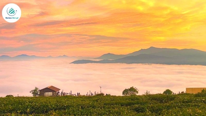 Địa điểm ngắm hoàng hôn Đà Lạt: Đồi chè Cầu Đất