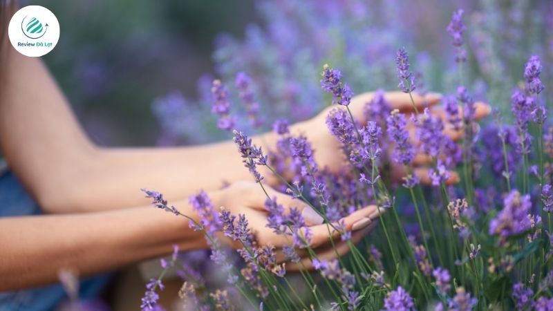 Sắc tím dịu dàng của lavender giữa mùa hoa Lavender Đà Lạt