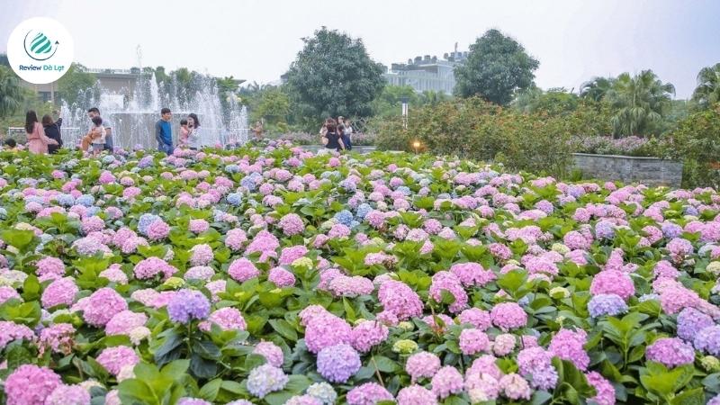 Những lưu ý quan trọng khi du lịch mùa hoa cẩm tú cầu Đà Lạt