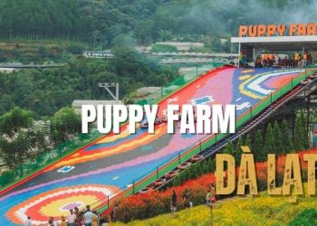 Puppy Farm Đà Lạt: Điểm đến lý tưởng cho một ngày thư giãn