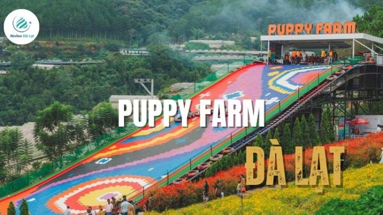 Puppy Farm Đà Lạt: Điểm đến lý tưởng cho một ngày thư giãn