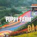Puppy Farm Đà Lạt: Điểm đến lý tưởng cho một ngày thư giãn