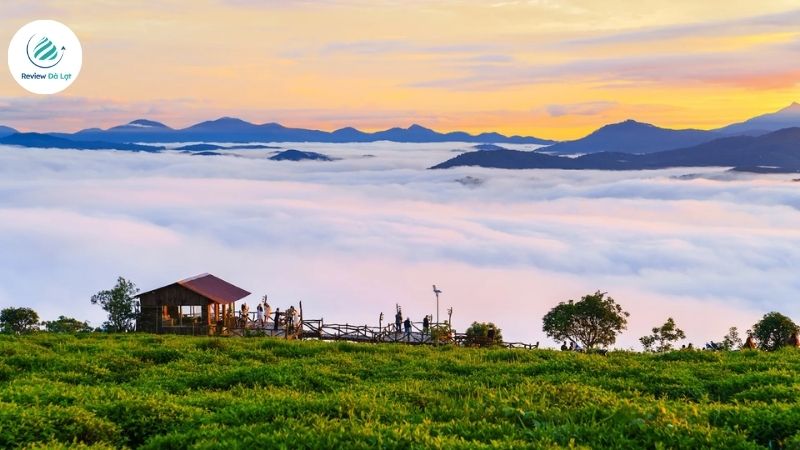 Săn mây buổi sáng tại đồi chè Cầu Đất