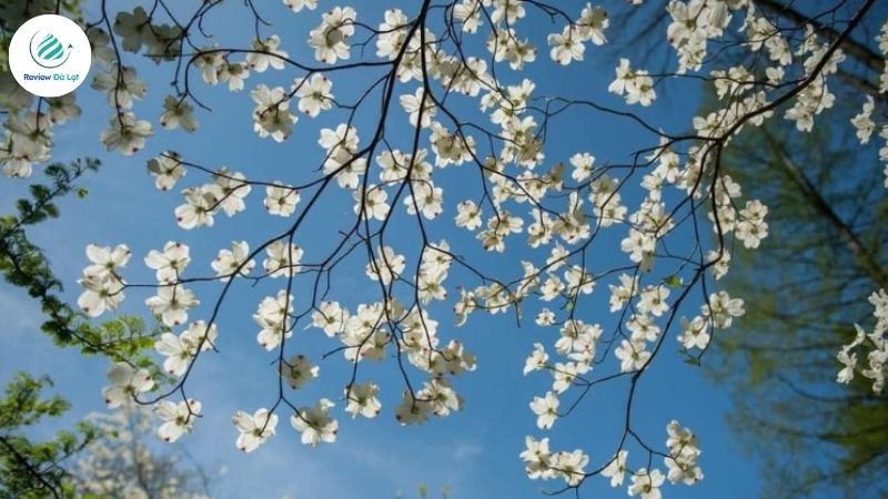 Thành phố Đà Lạt vào mùa hoa ban trắng
