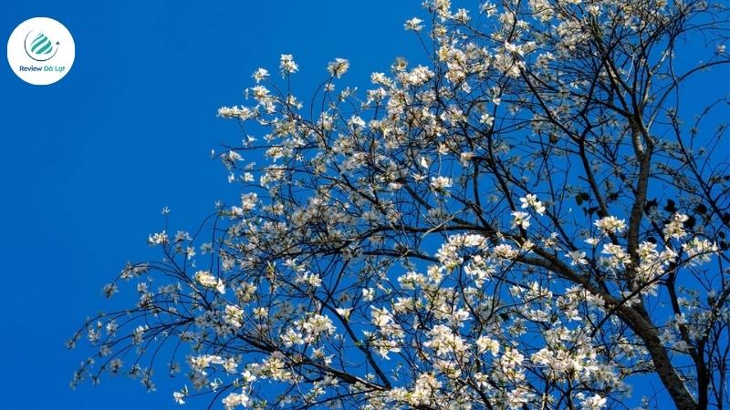 Vén màn bí ẩn ý nghĩa thật sự của hoa ban trắng