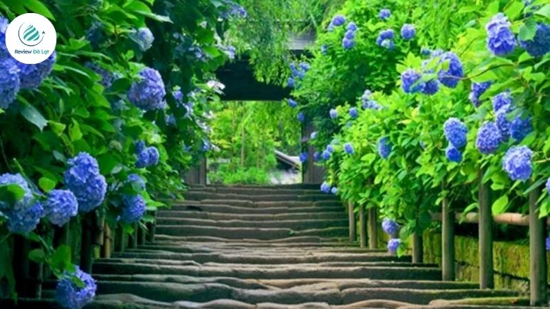 Vườn hoa cẩm tú cầu nằm trong quán cà phê đẹp nổi tiếng
