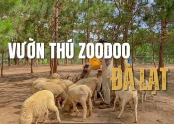 Vườn thú Zoodoo – Điểm check-in hấp dẫn không thể bỏ lỡ