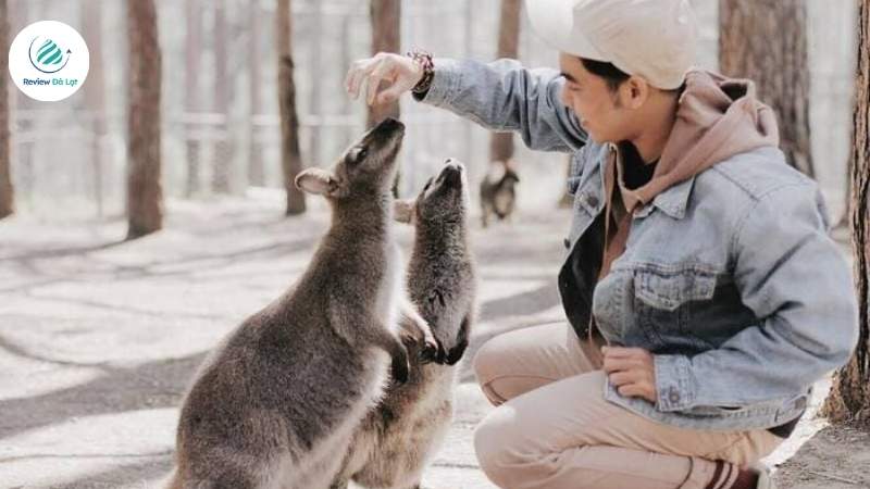 Chụp hình sống ảo với những chú Lạc Đà đáng yêu tại vườn thú Zoodoo
