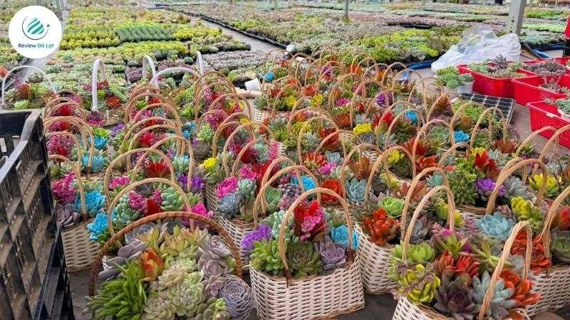 Vườn sen đá Đà Lạt Glass Garden