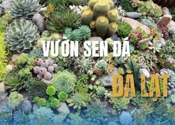 Gợi ý 10 vườn sen đá Đà Lạt uy tín, giá tốt và dễ mua nhất